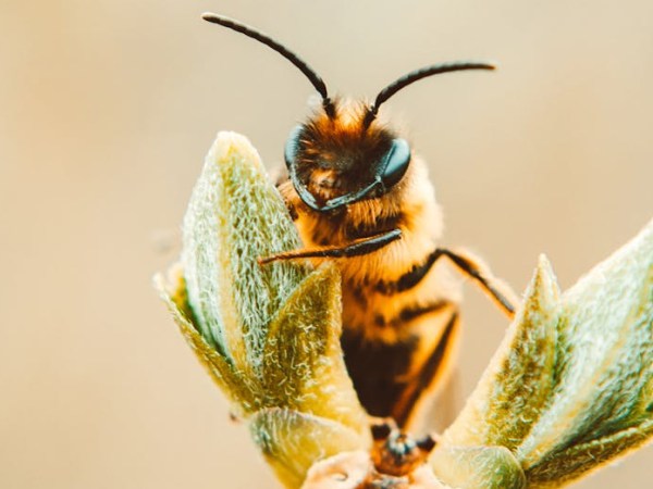 The Miracles of Al-Quran: Honey&nbsp;Bee